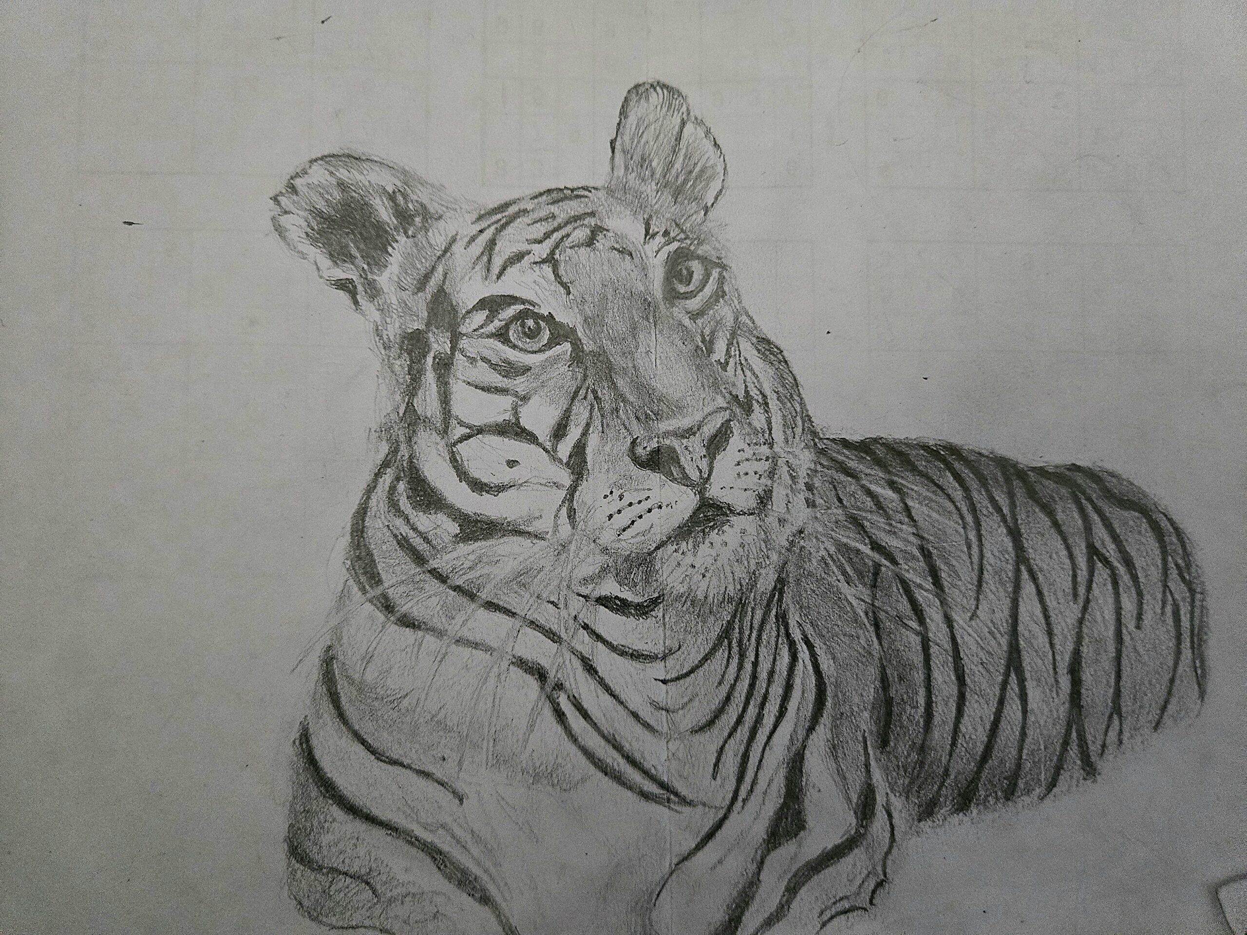 Tiger Tale
